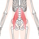腸腰筋イラスト
