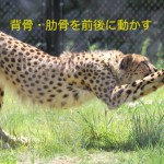 チーターのような体幹
